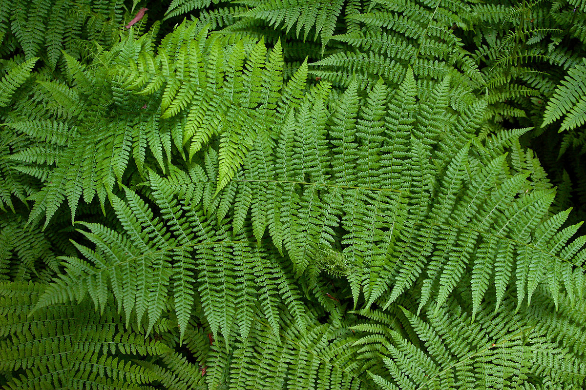 Pteridophyta