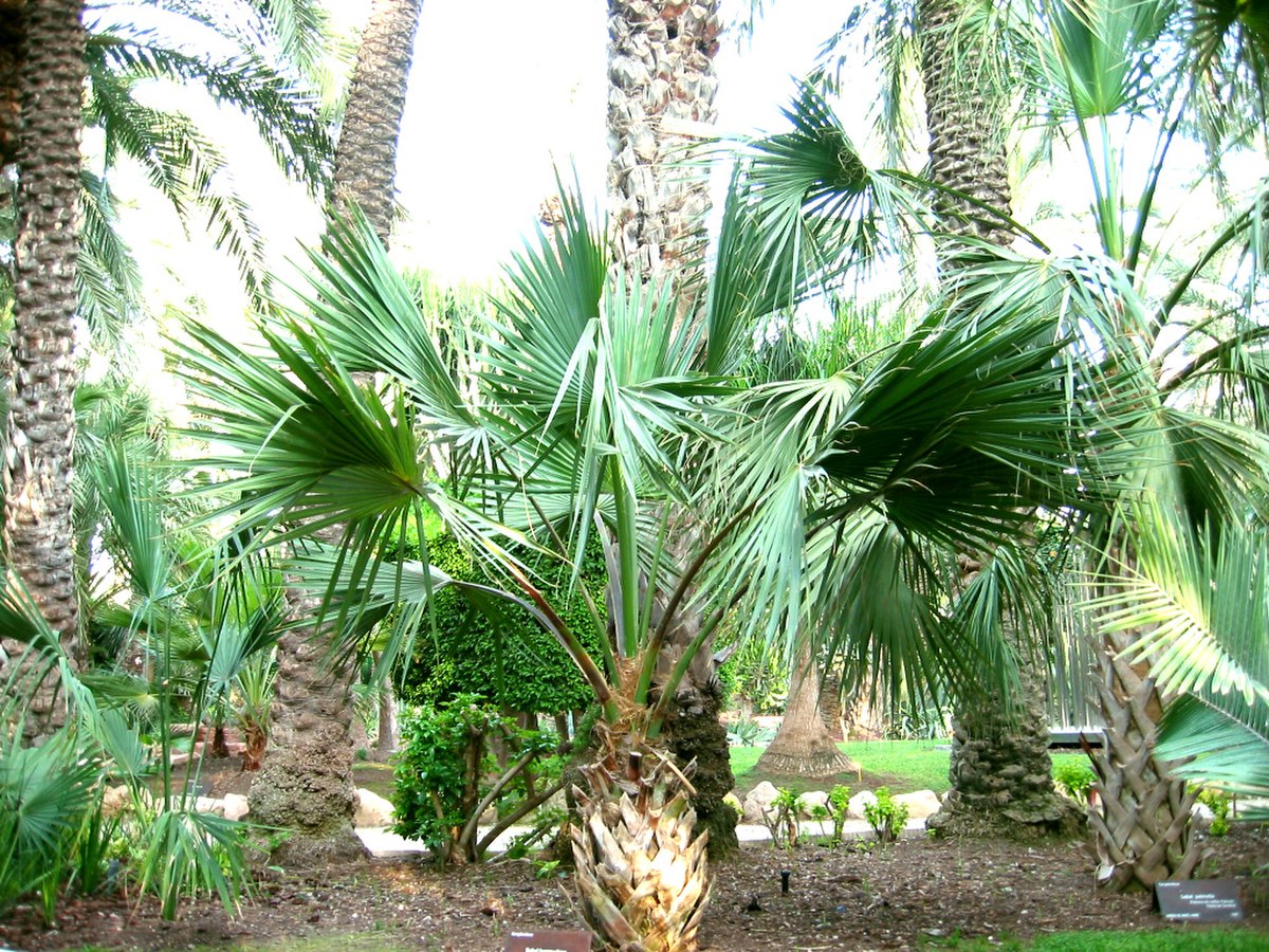 Sabal