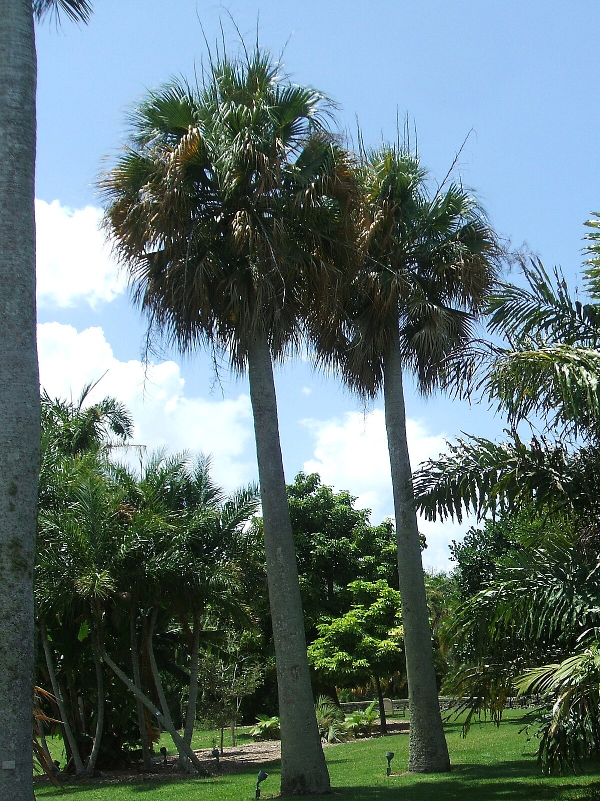 Sabal causiarum