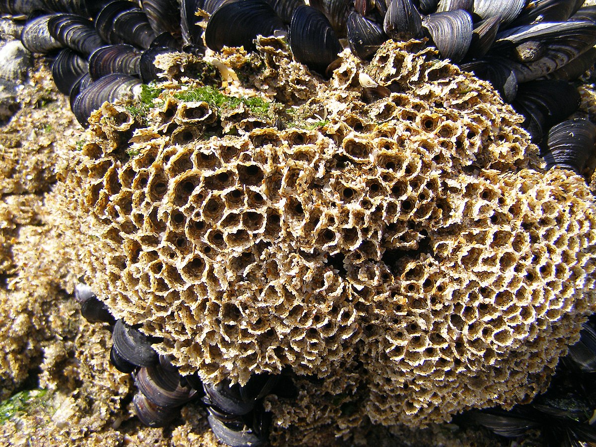 Pseudorécif d'hermelles (Portugal)