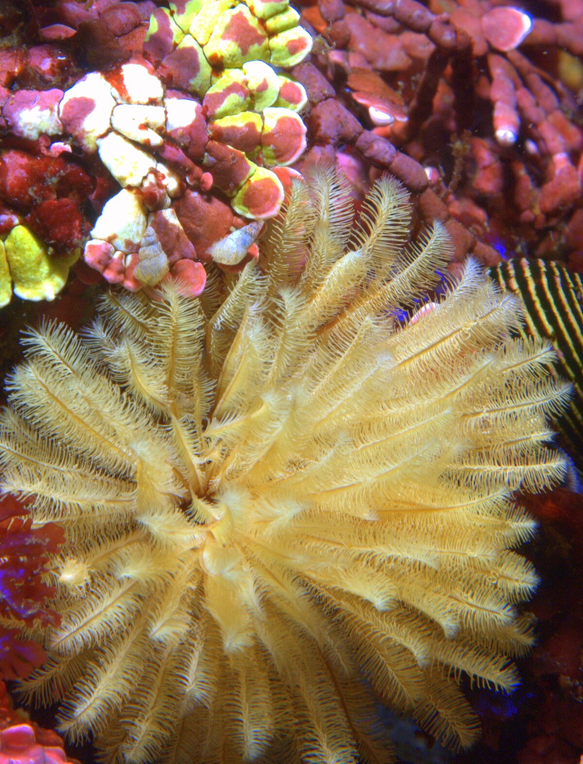 Sabellidae (feather duster worm) yellow.jpg