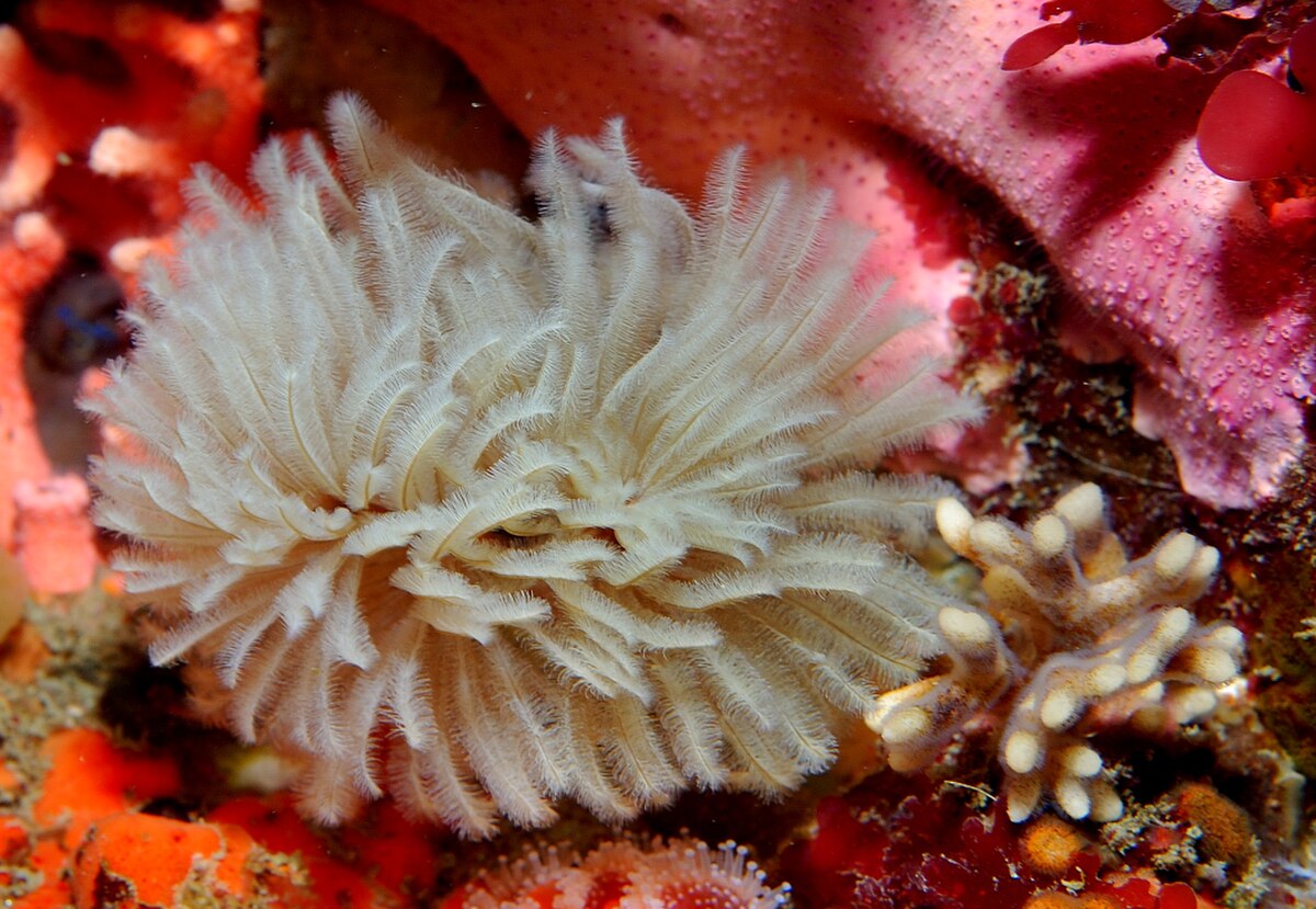 Biofouling