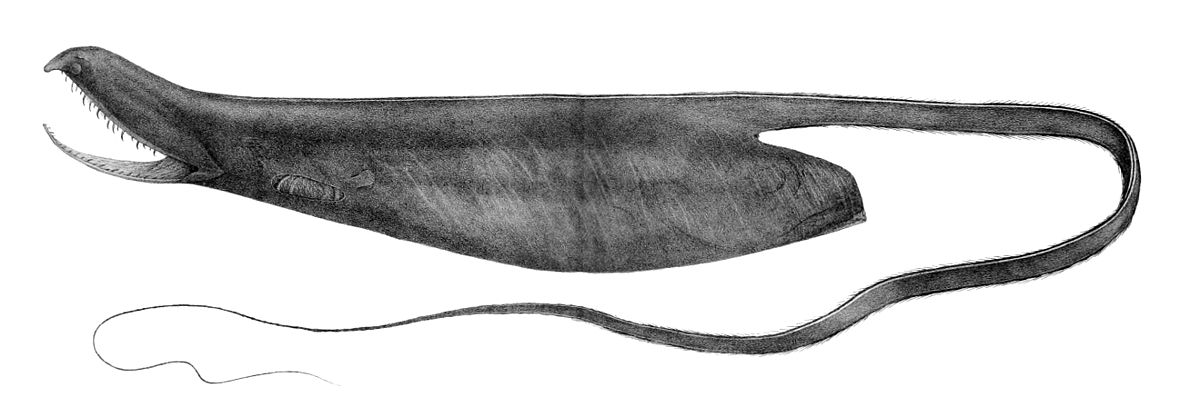 Saccopharyngidae