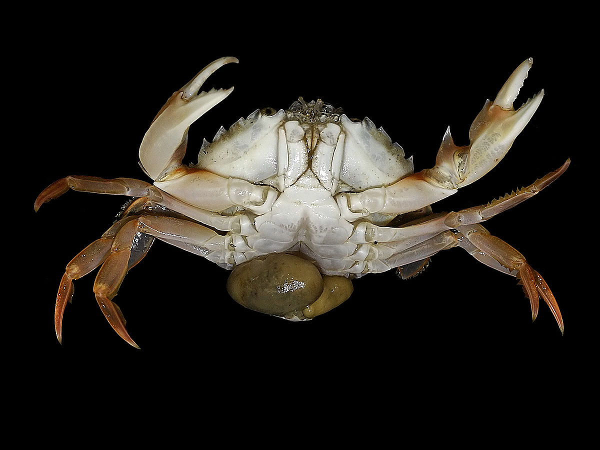 Thecostraca (classification phylogénétique)