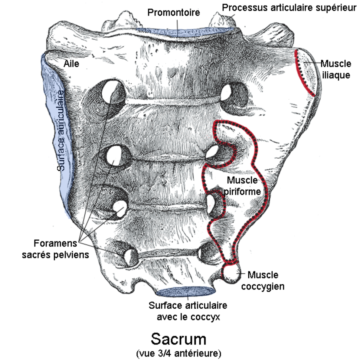 Sacrum