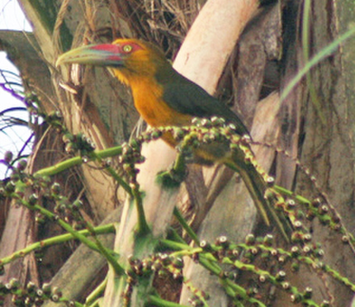 Toucan de Baillon