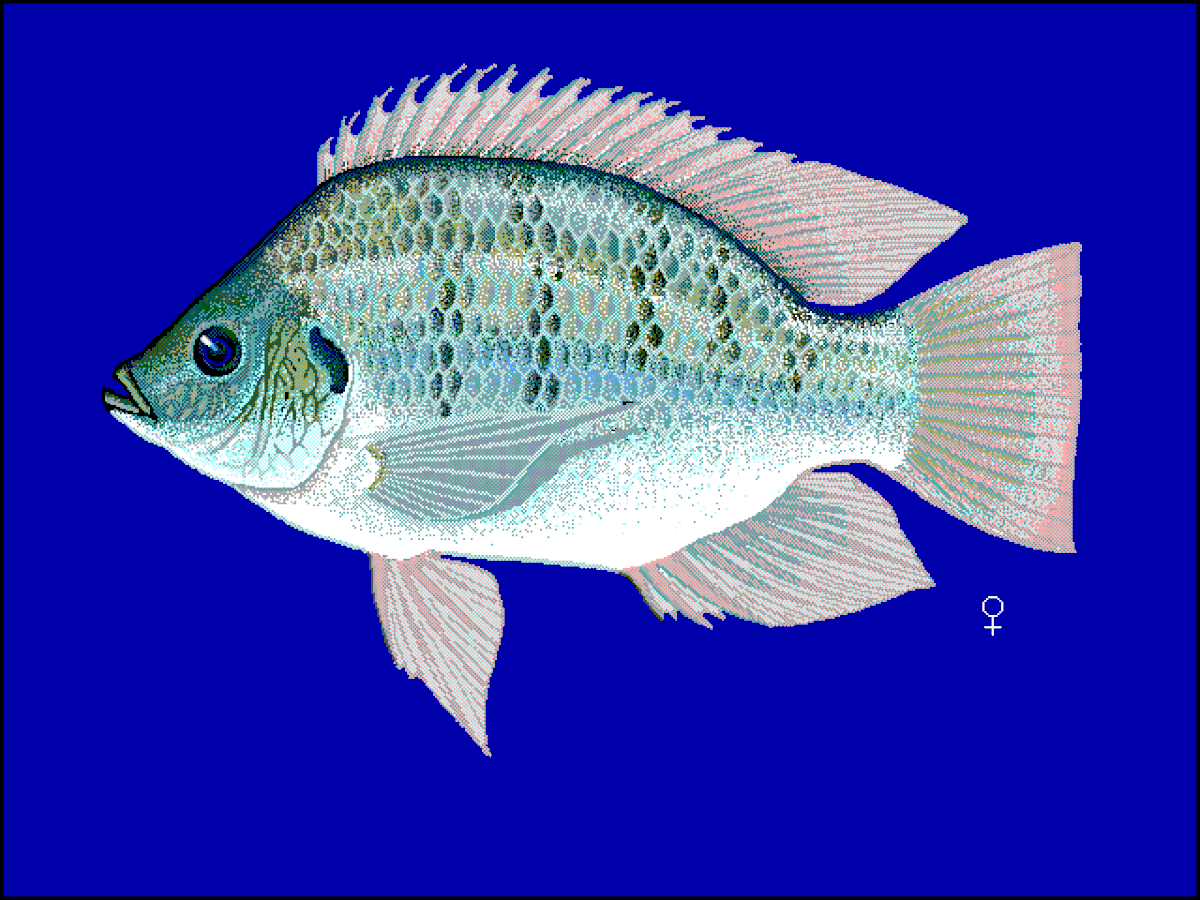 Sarotherodon