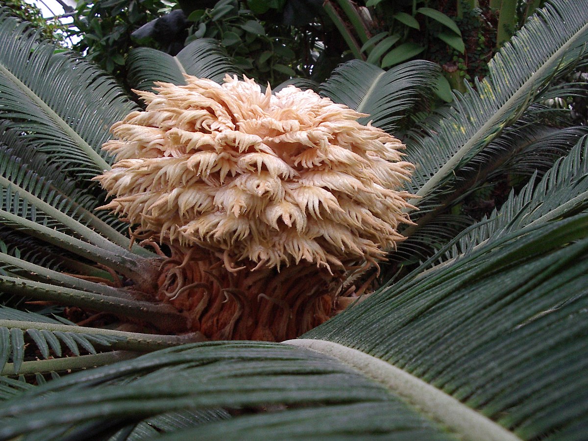 Cycadophyta