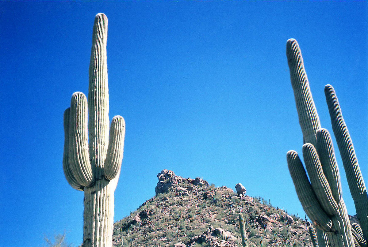 Saguaro