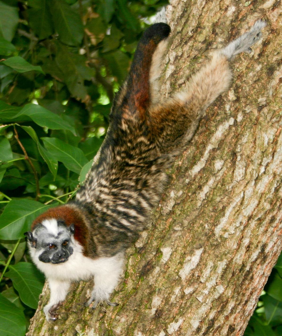 Saguinus geoffroyi