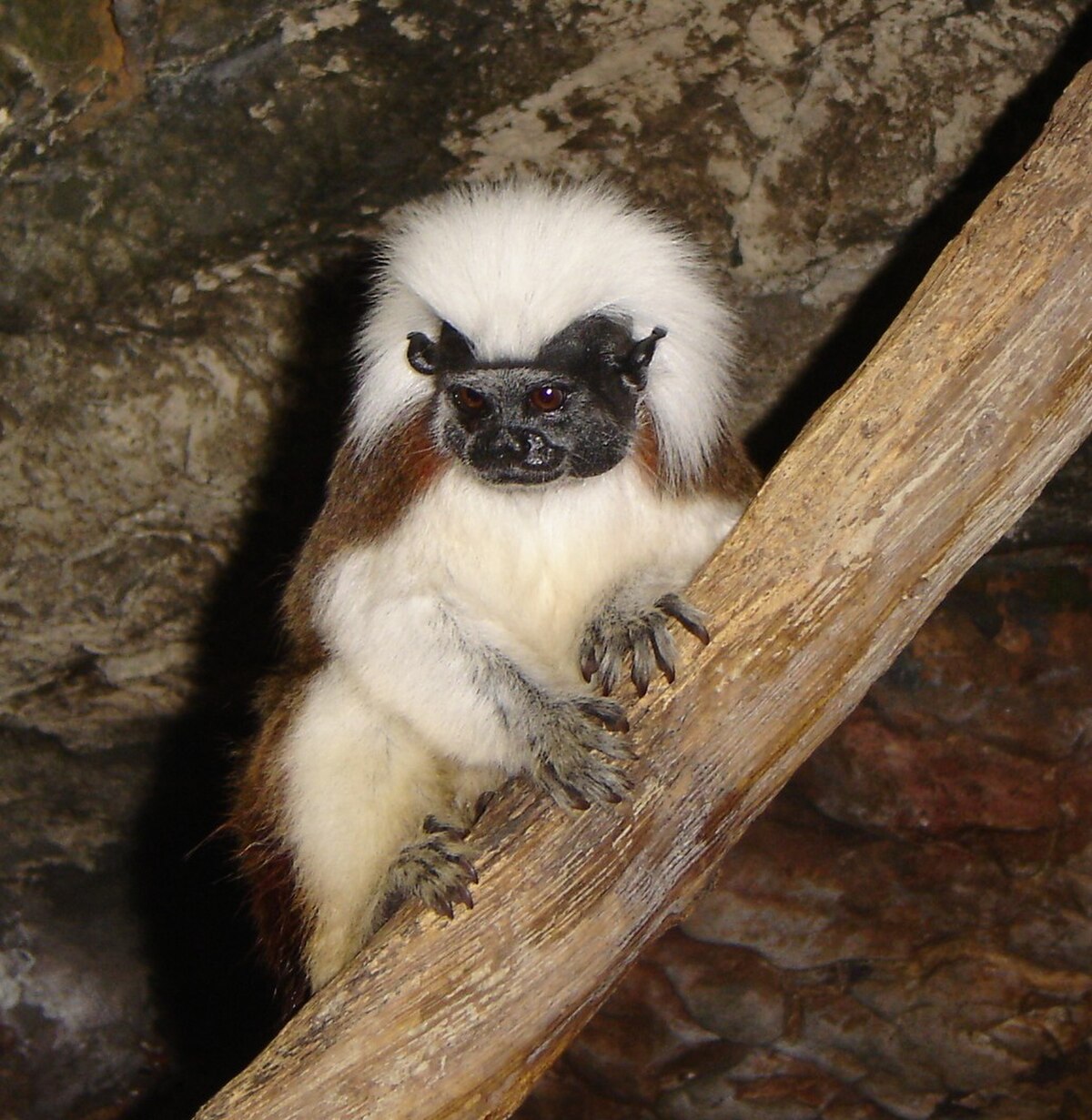 Saguinus oedipus