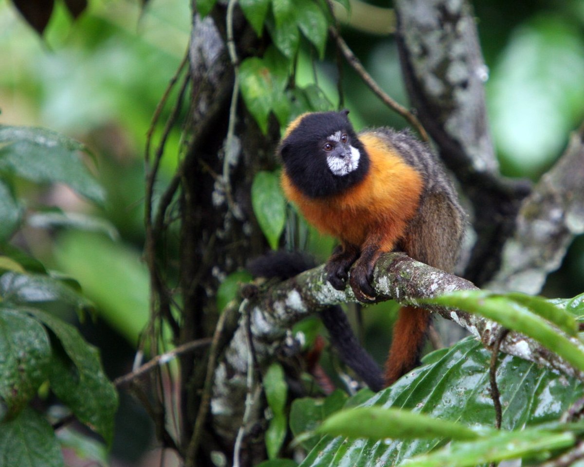 Saguinus tripartitus