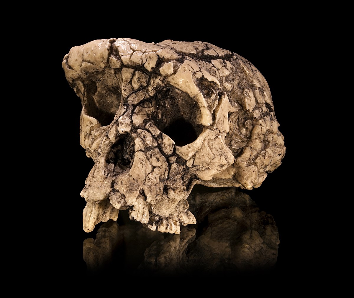 Moulage du crâne holotype non-reconstruit de Sahelanthropus tchadensis TM 266-01-060-1, surnommé Toumaï, en vue facio-latérale.