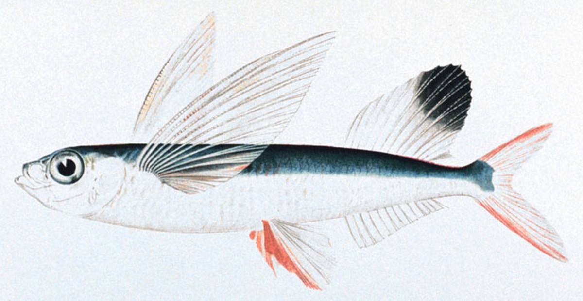 Exocoetidae