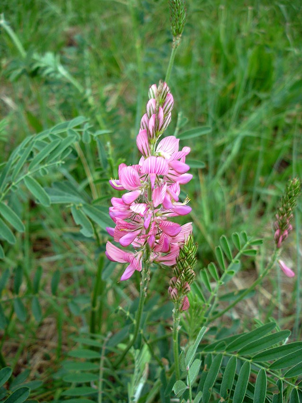 Onobrychis viciifolia