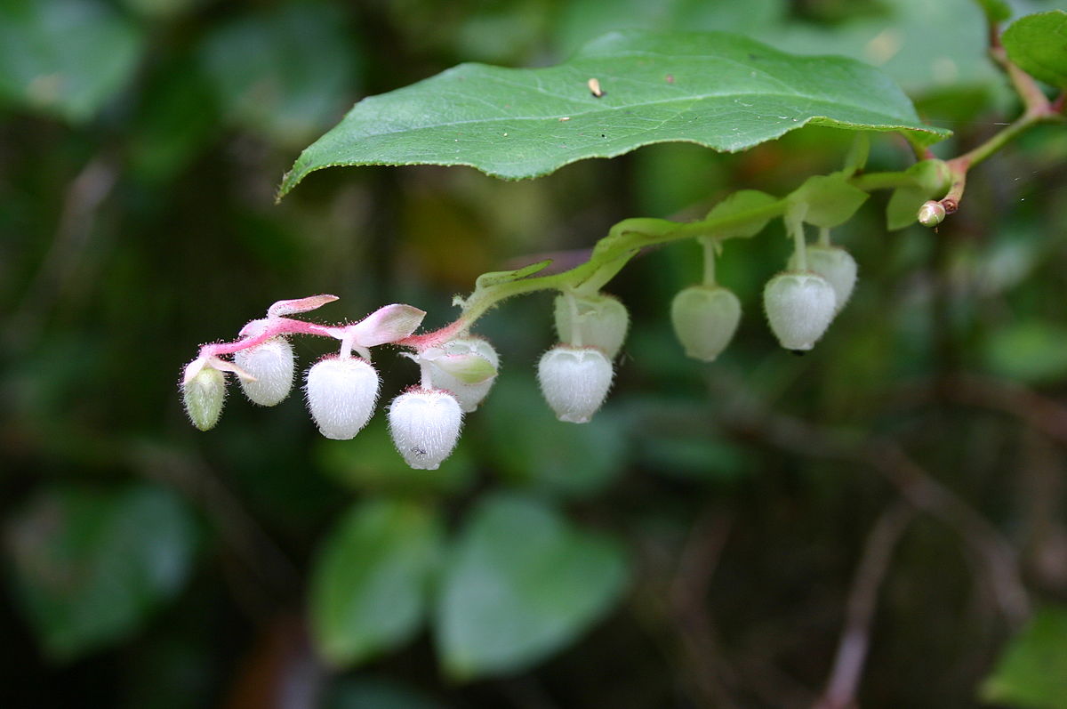 Gaultheria