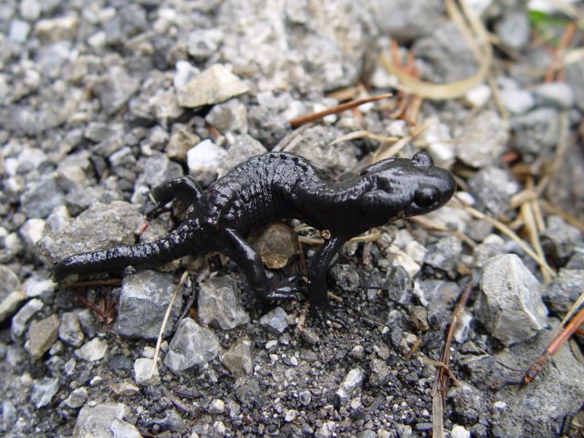 Salamandre noire
