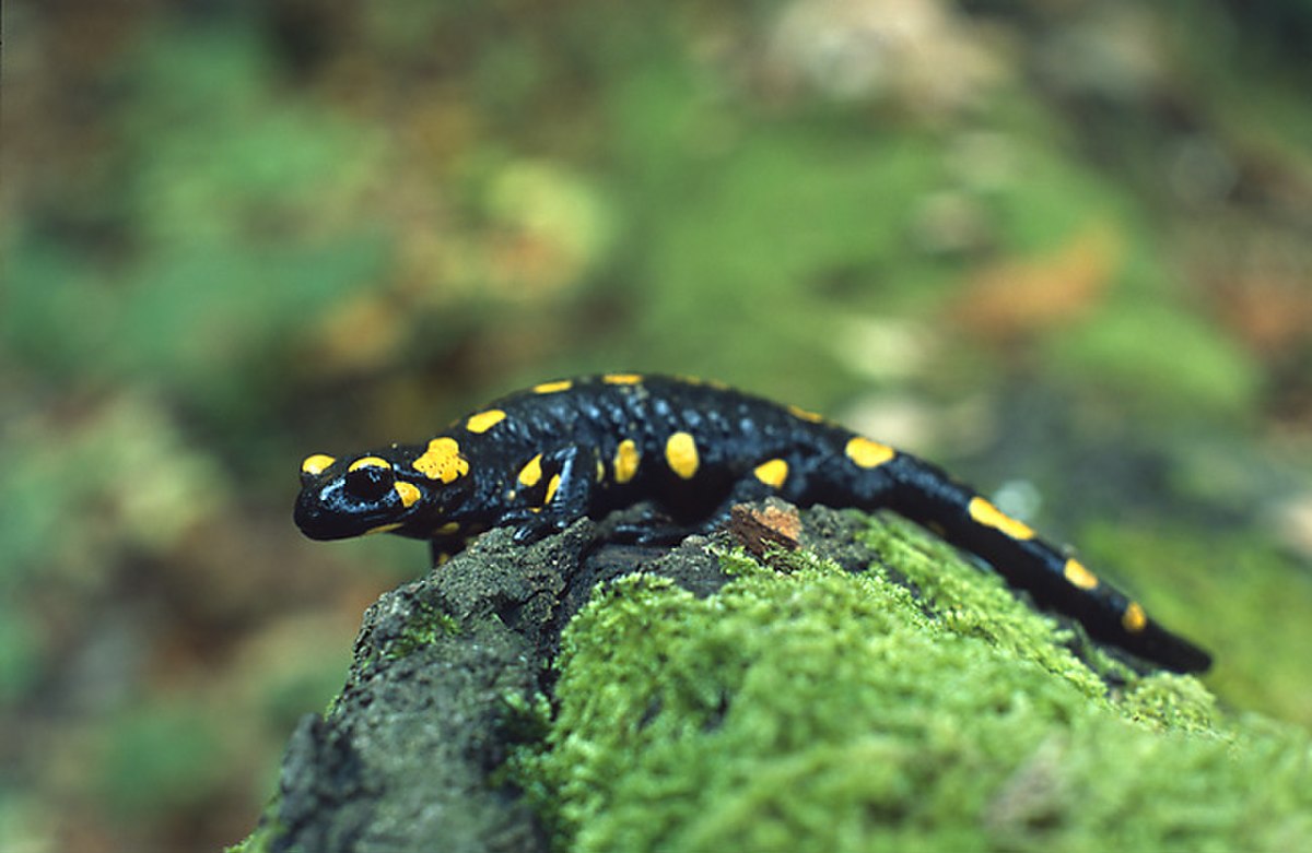 Salamandre (amphibien)
