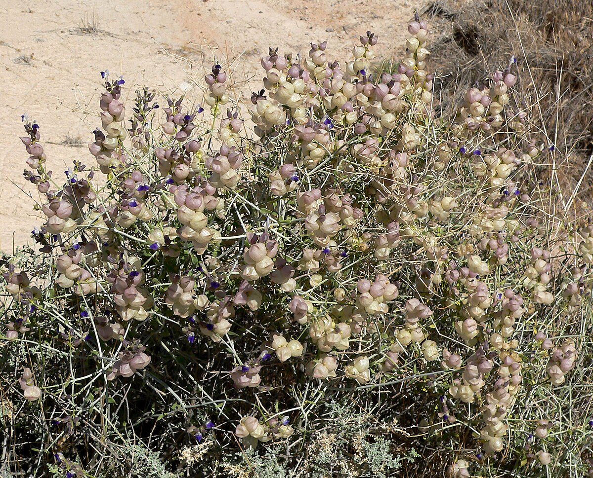 Salazaria mexicana