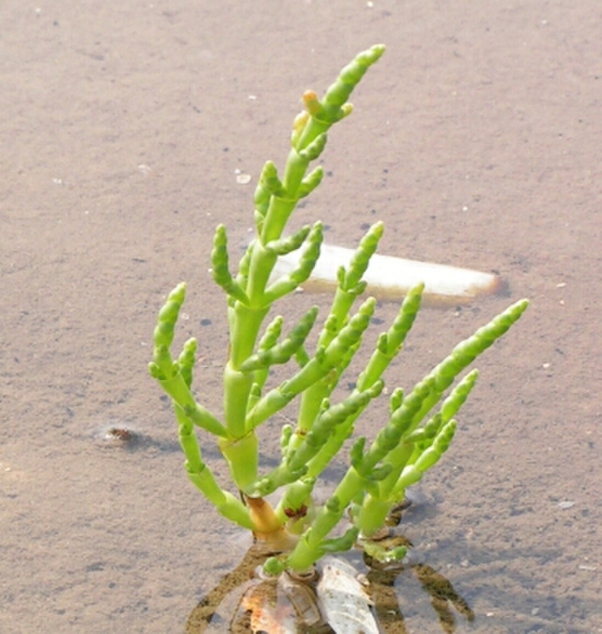 Salicorne