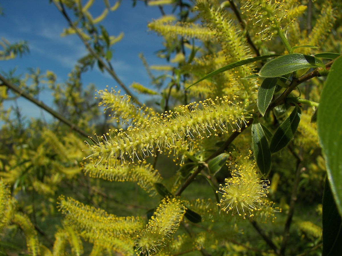 Inflorescences