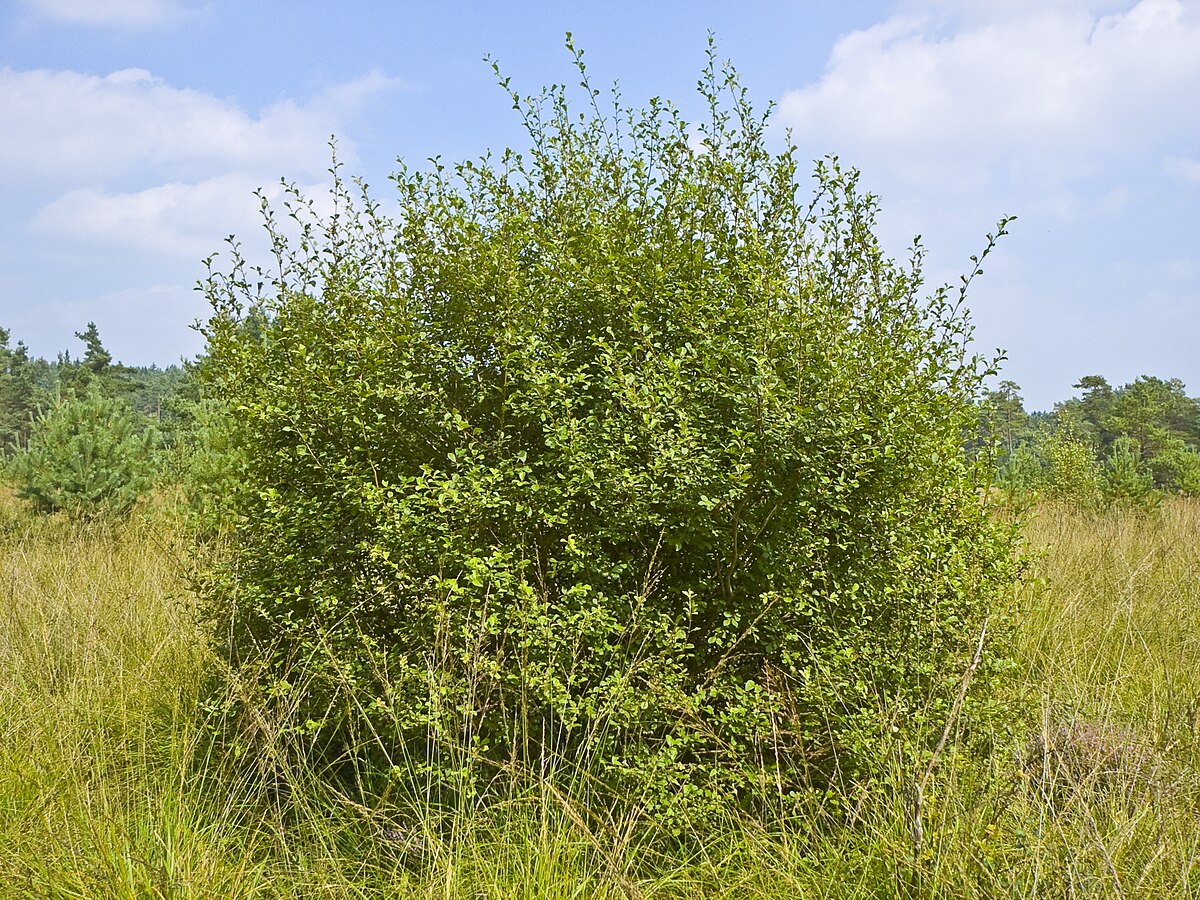 Saule à oreillettes