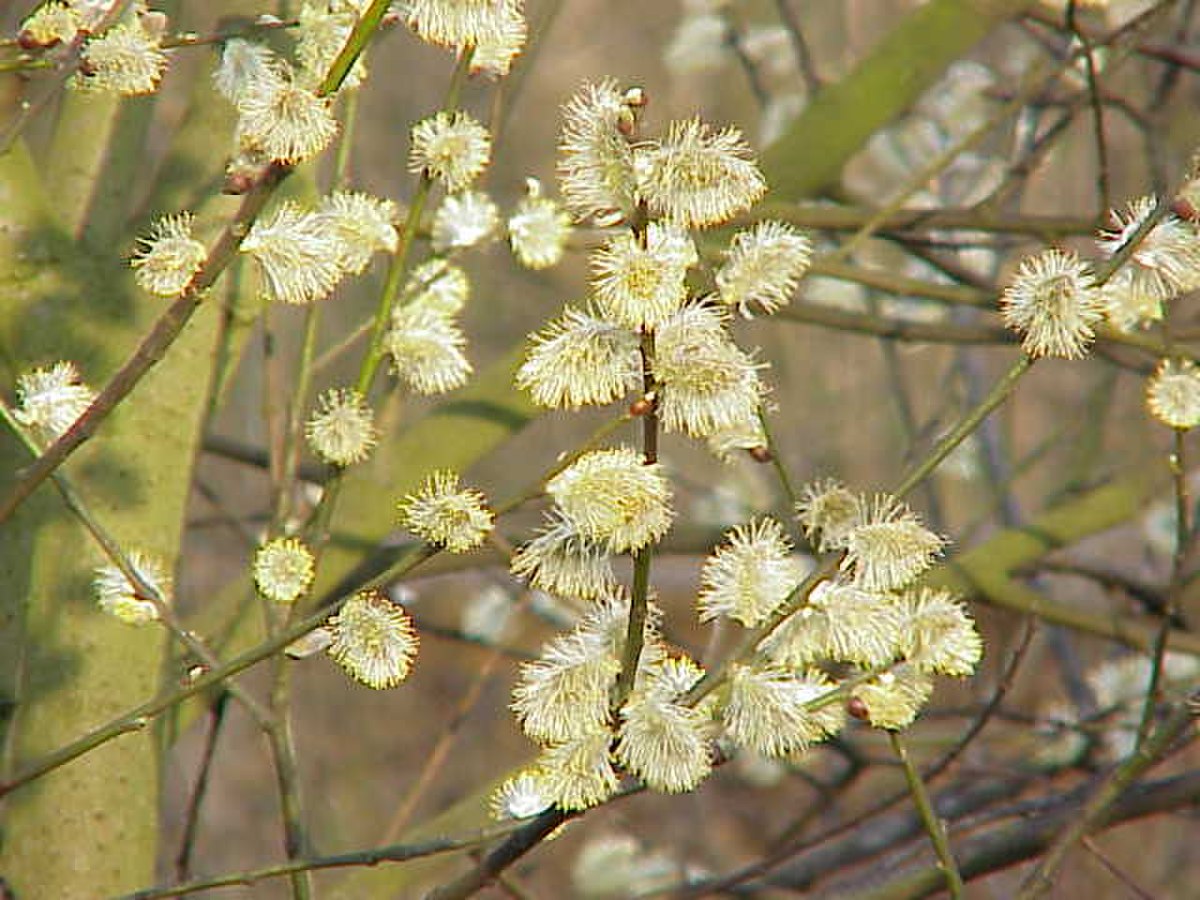 Fleurs mâles de Salix caprea