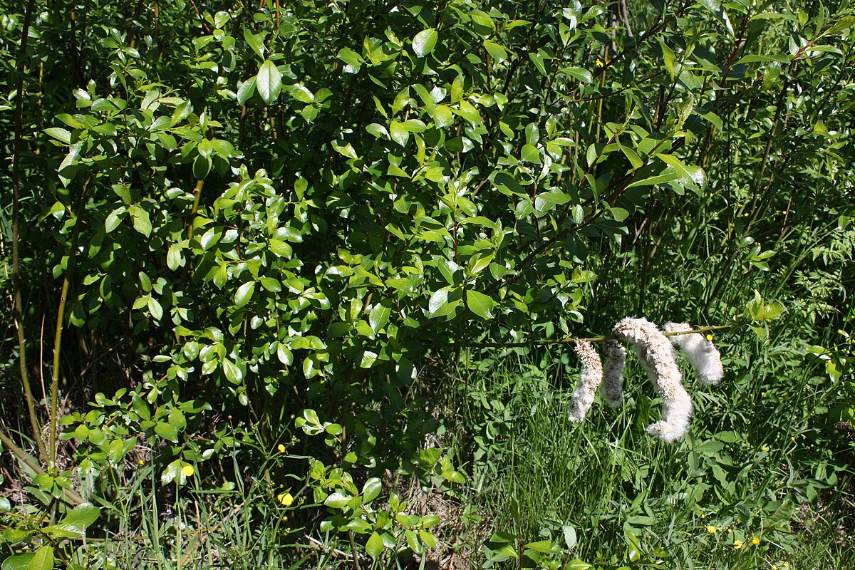 Salix phylicifolia