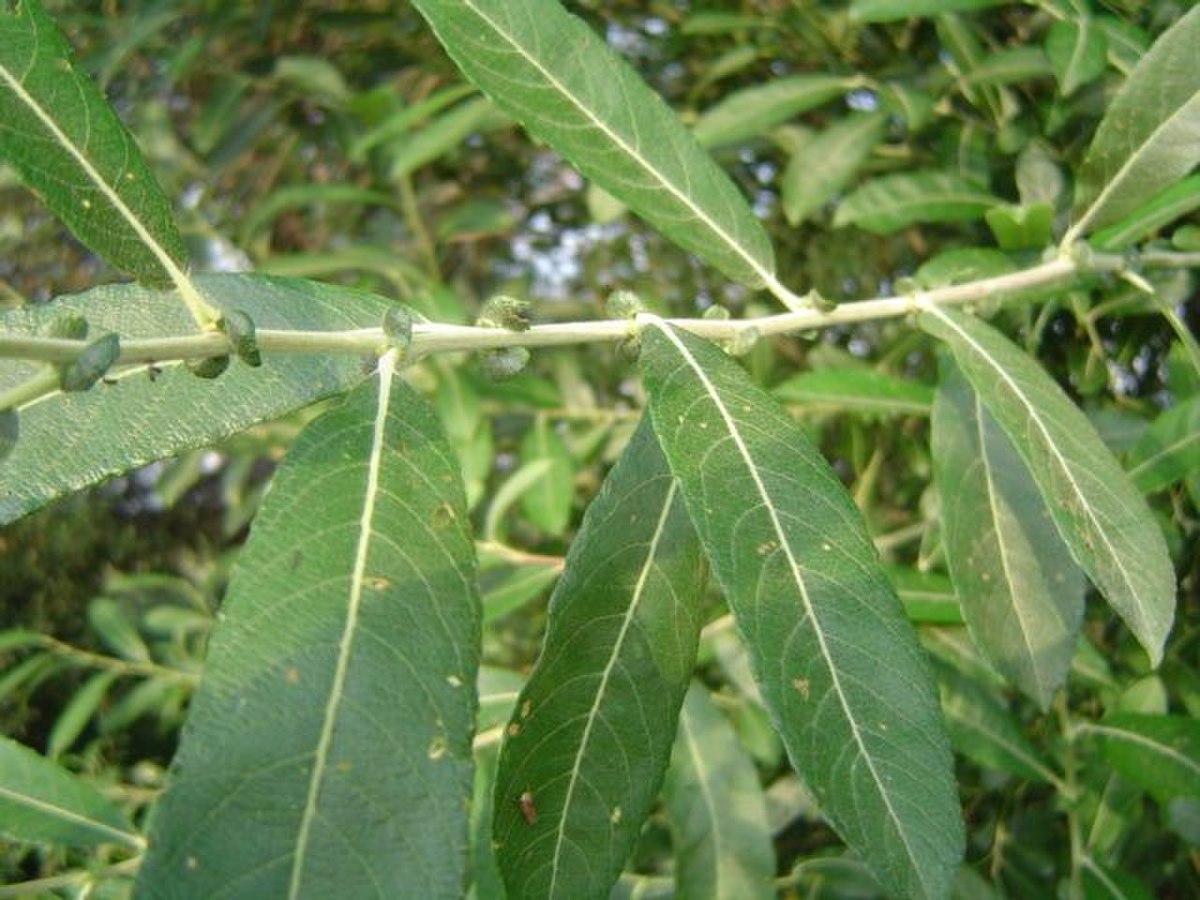 Forme foliaire