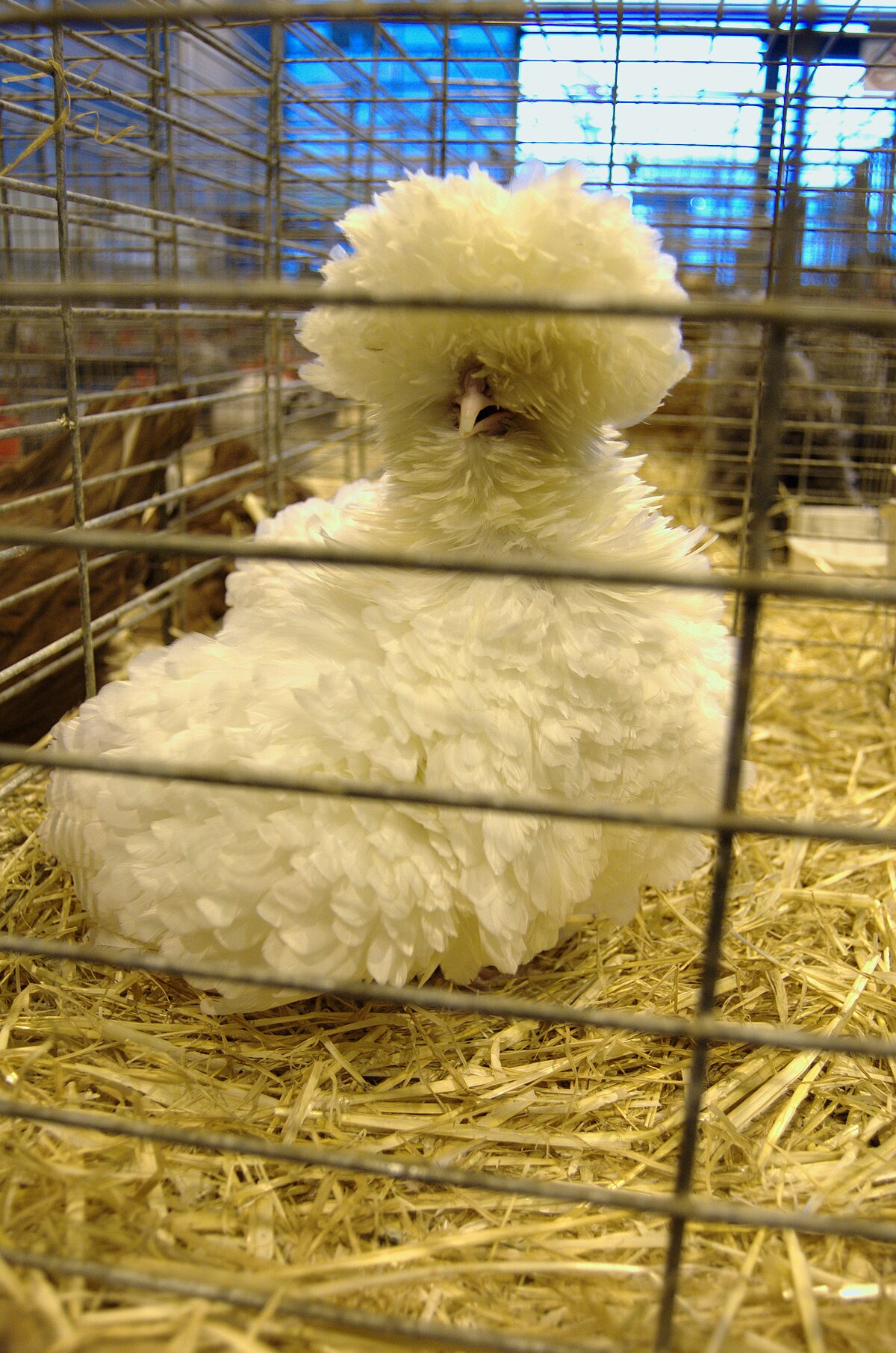 Liste des races de poules naines