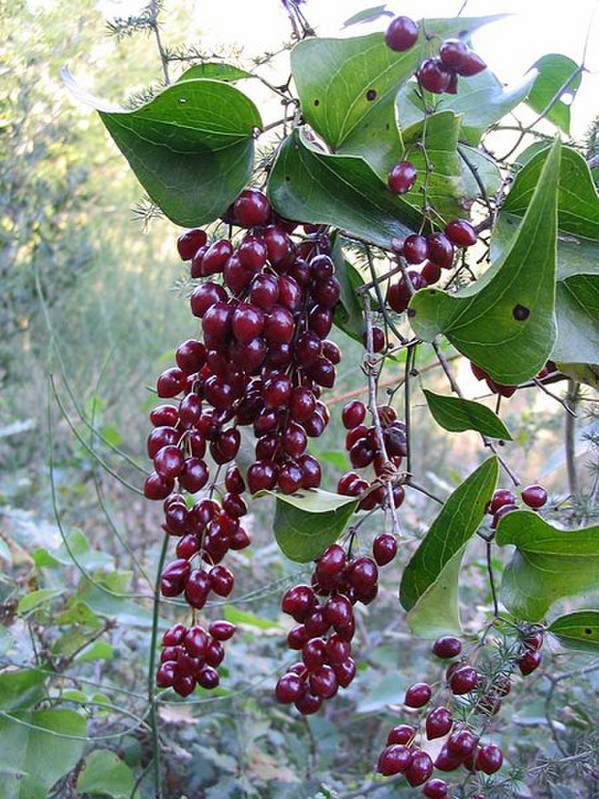 Salsepareille