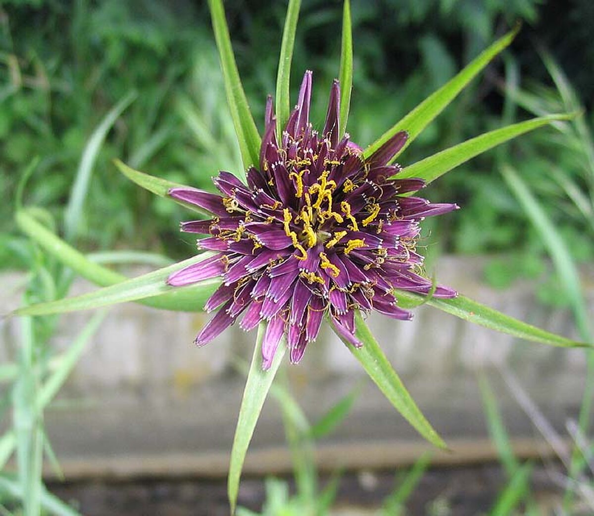 Tragopogon porrifolium (capitule)