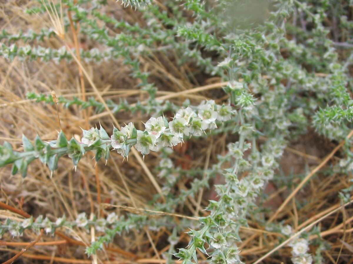 Salsola