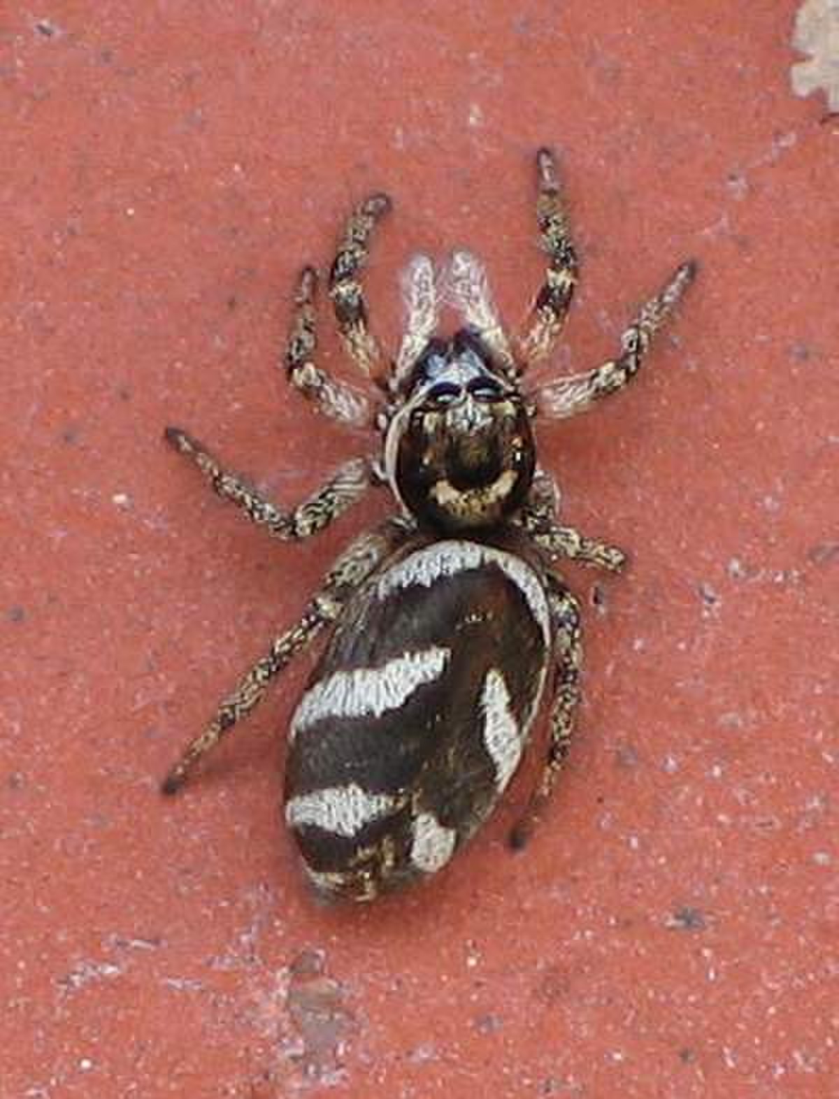 Salticidae