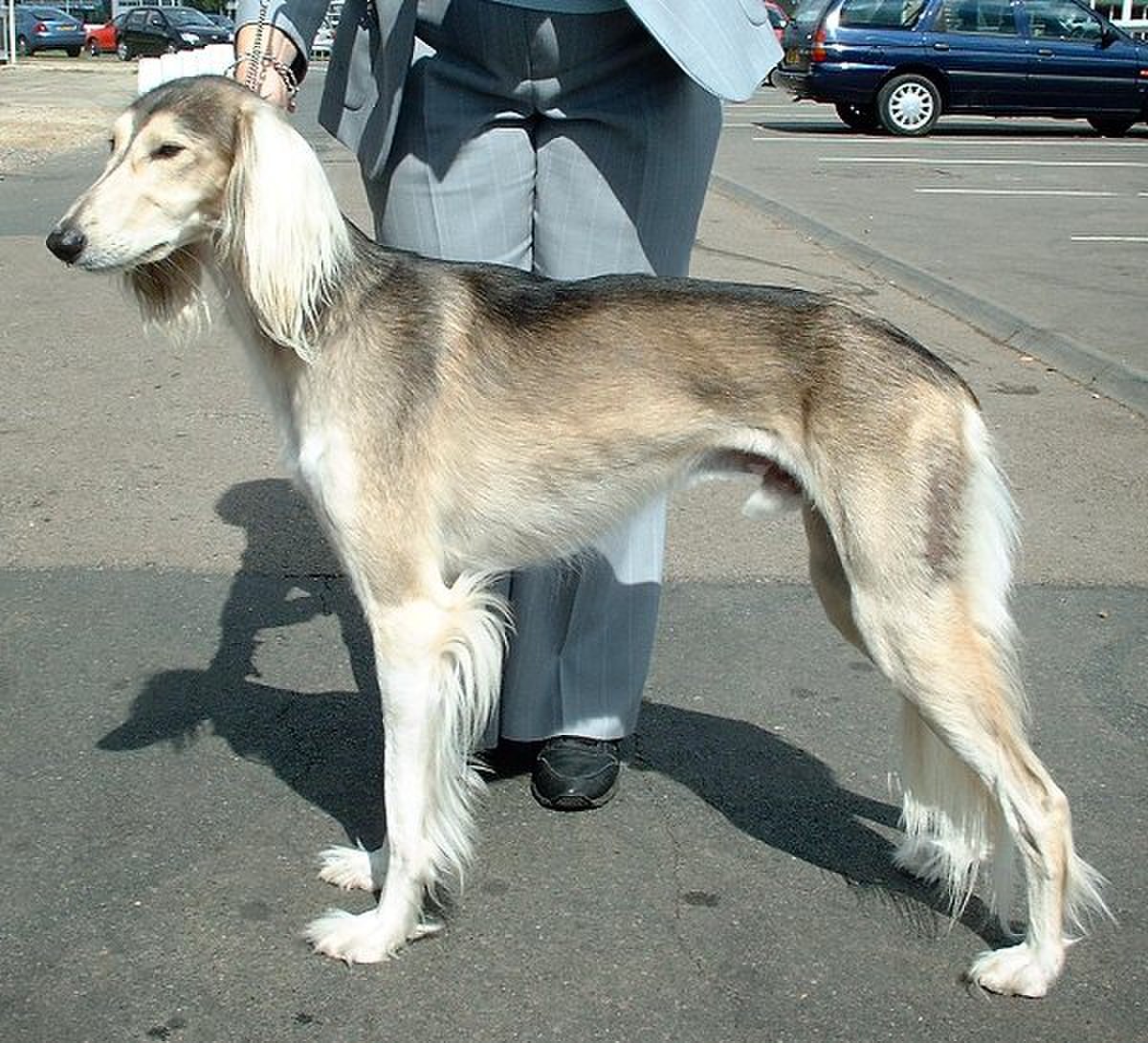 Lévrier persan