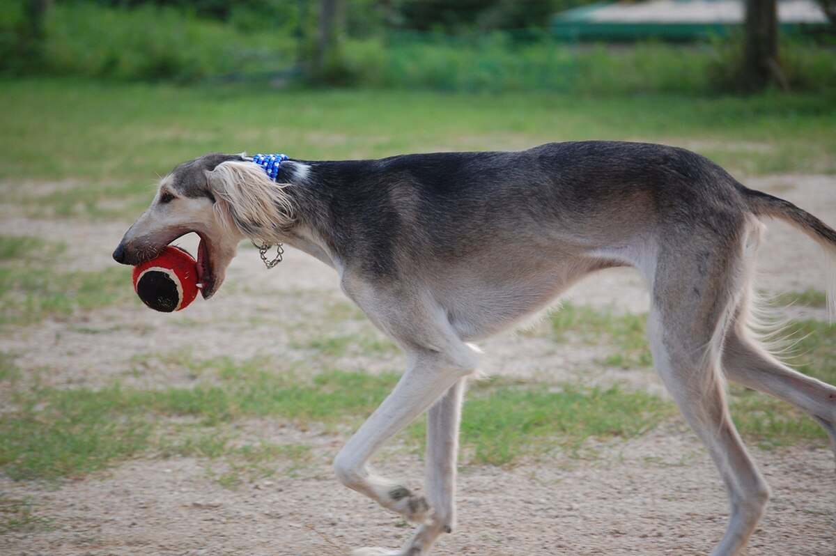 Saluki with ball.jpg