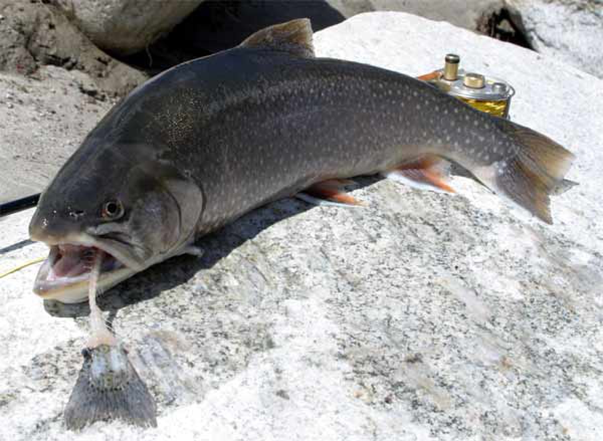 Salvelinus