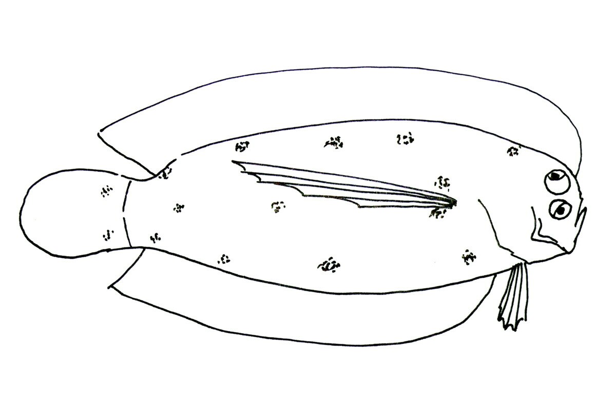 Samariscus
