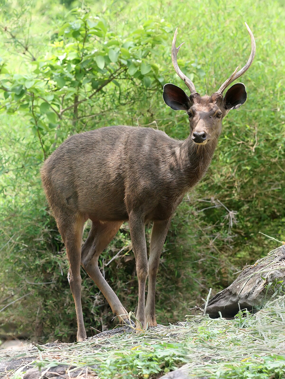 Sambar
