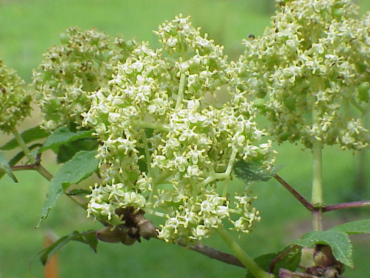Sambucus racemosa