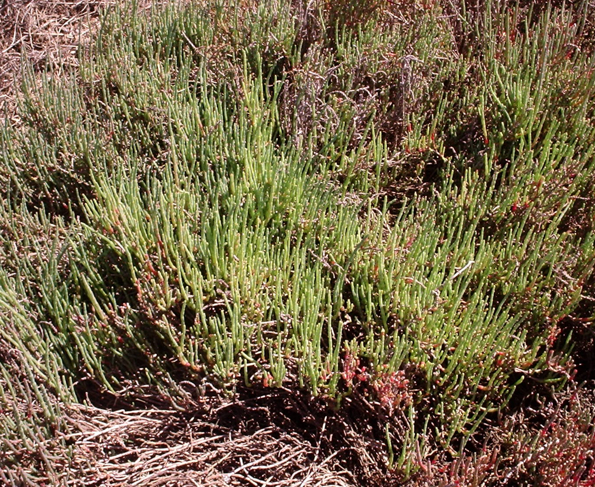 Tecticornia