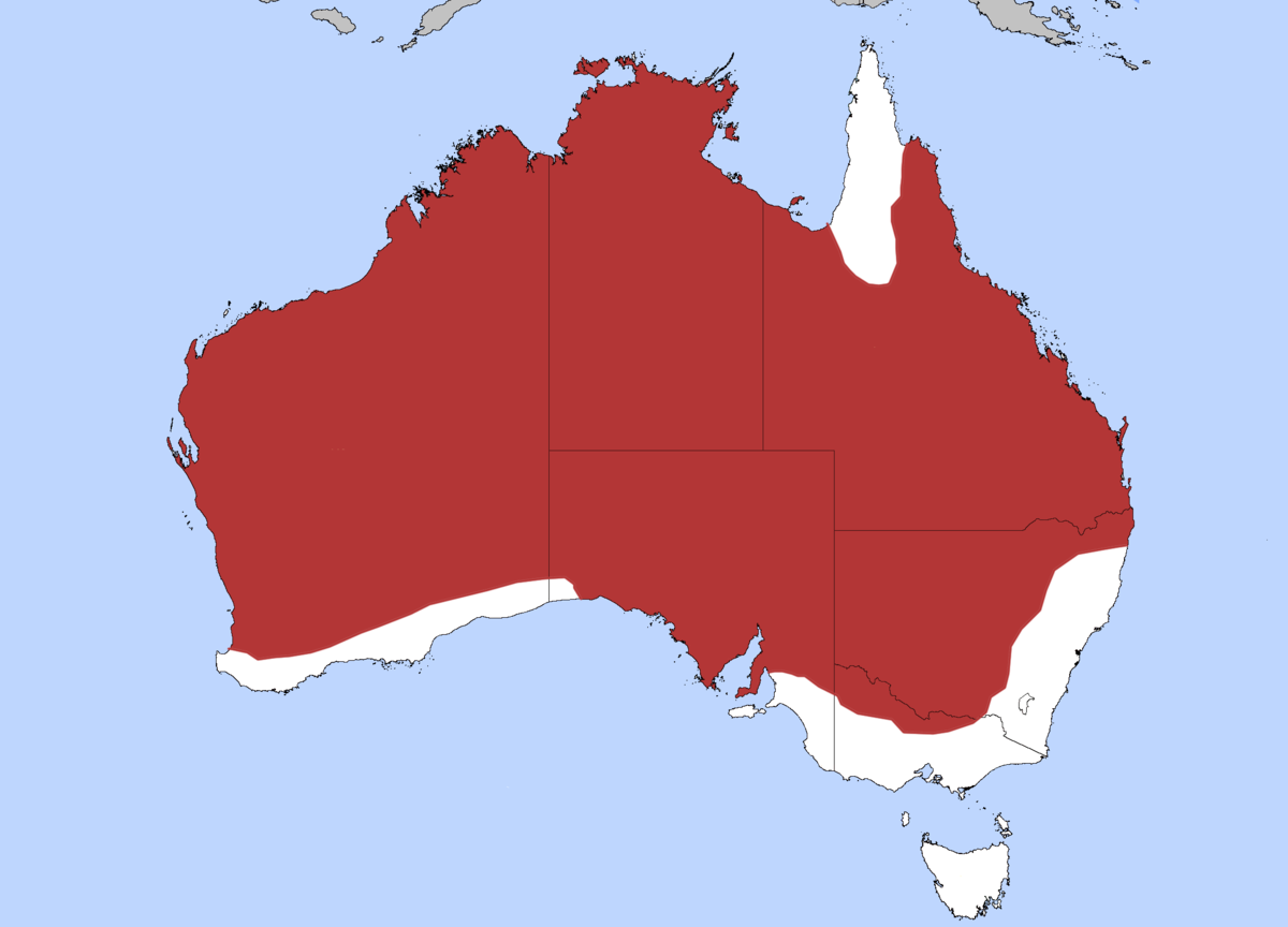 Sand Goanna.png