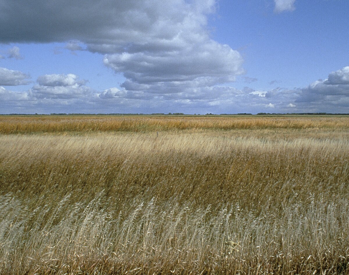 Prairies mixtes du Nord