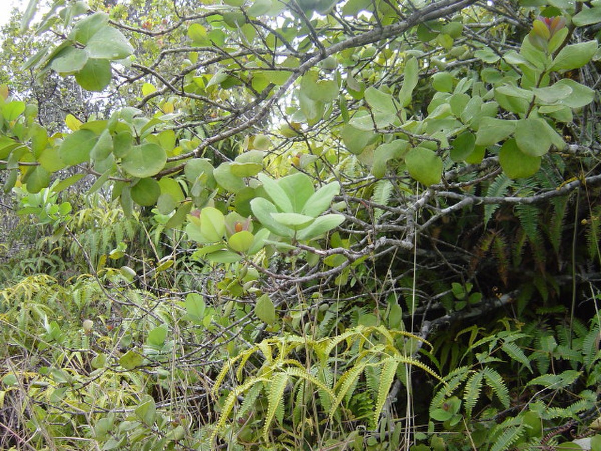 Santalaceae