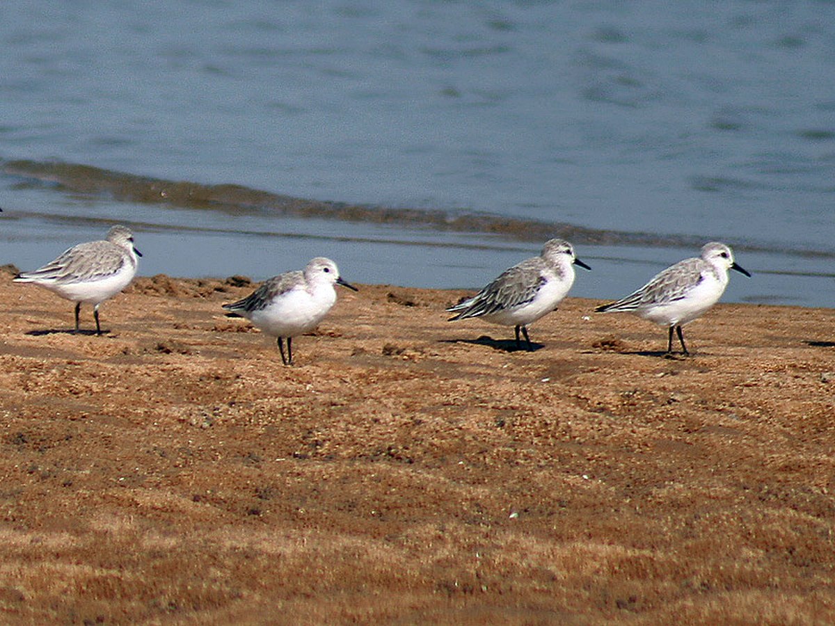 Sanderlings Im IMG 9382.jpg