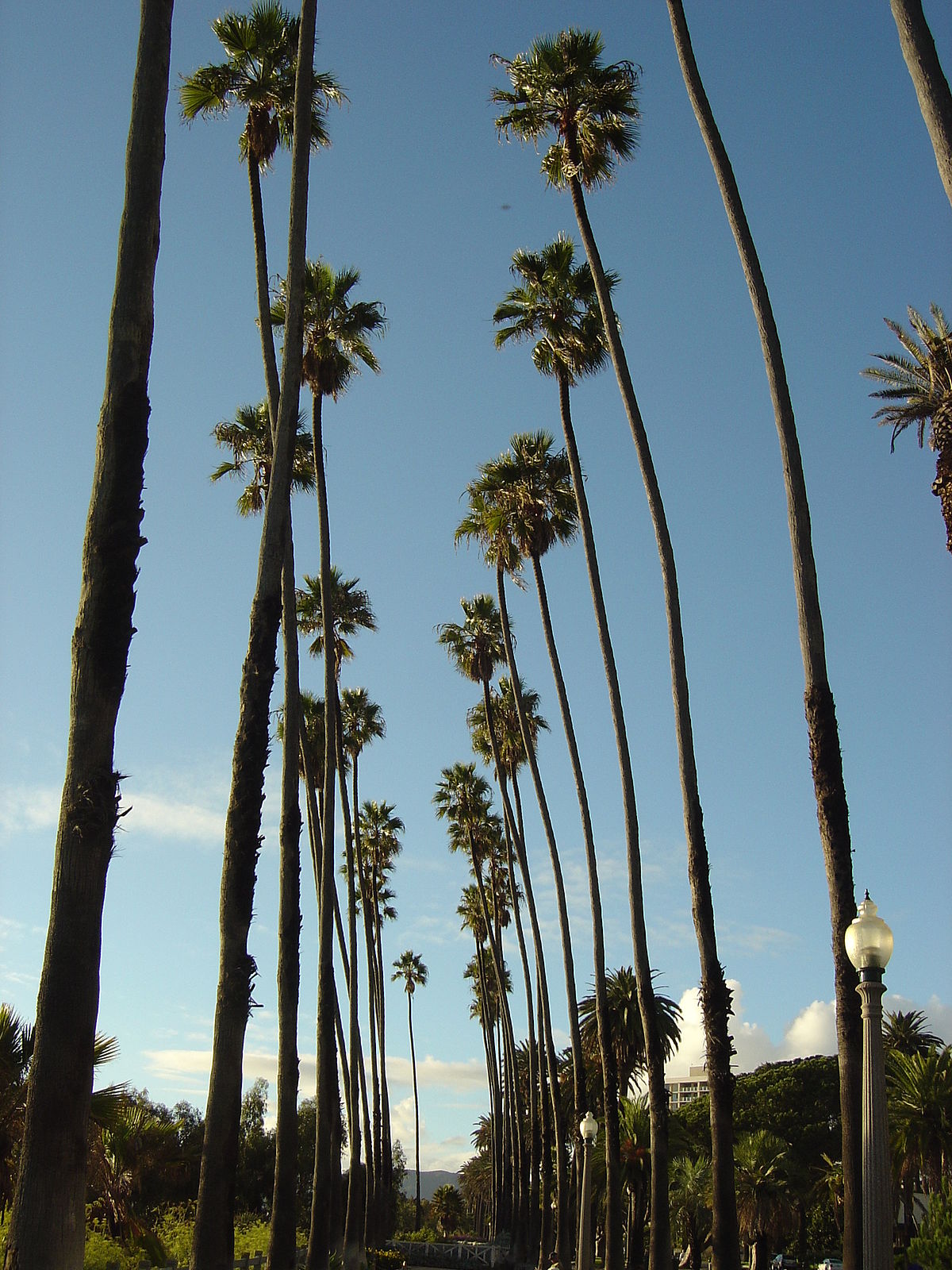 Les rues bordées de palmiers sont l'un des symboles de Los Angeles
