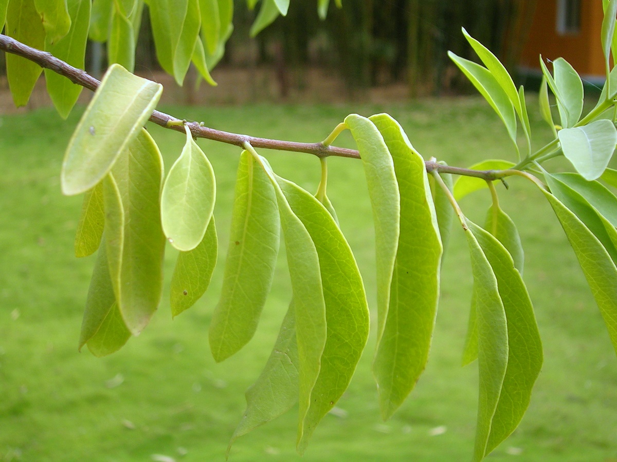 SantalumAlbumLeaf.jpg