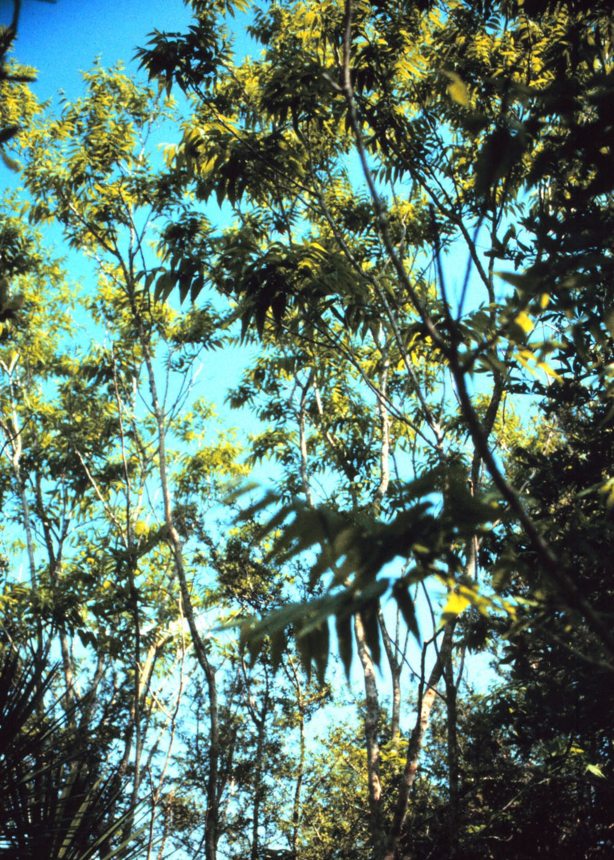Sapindus