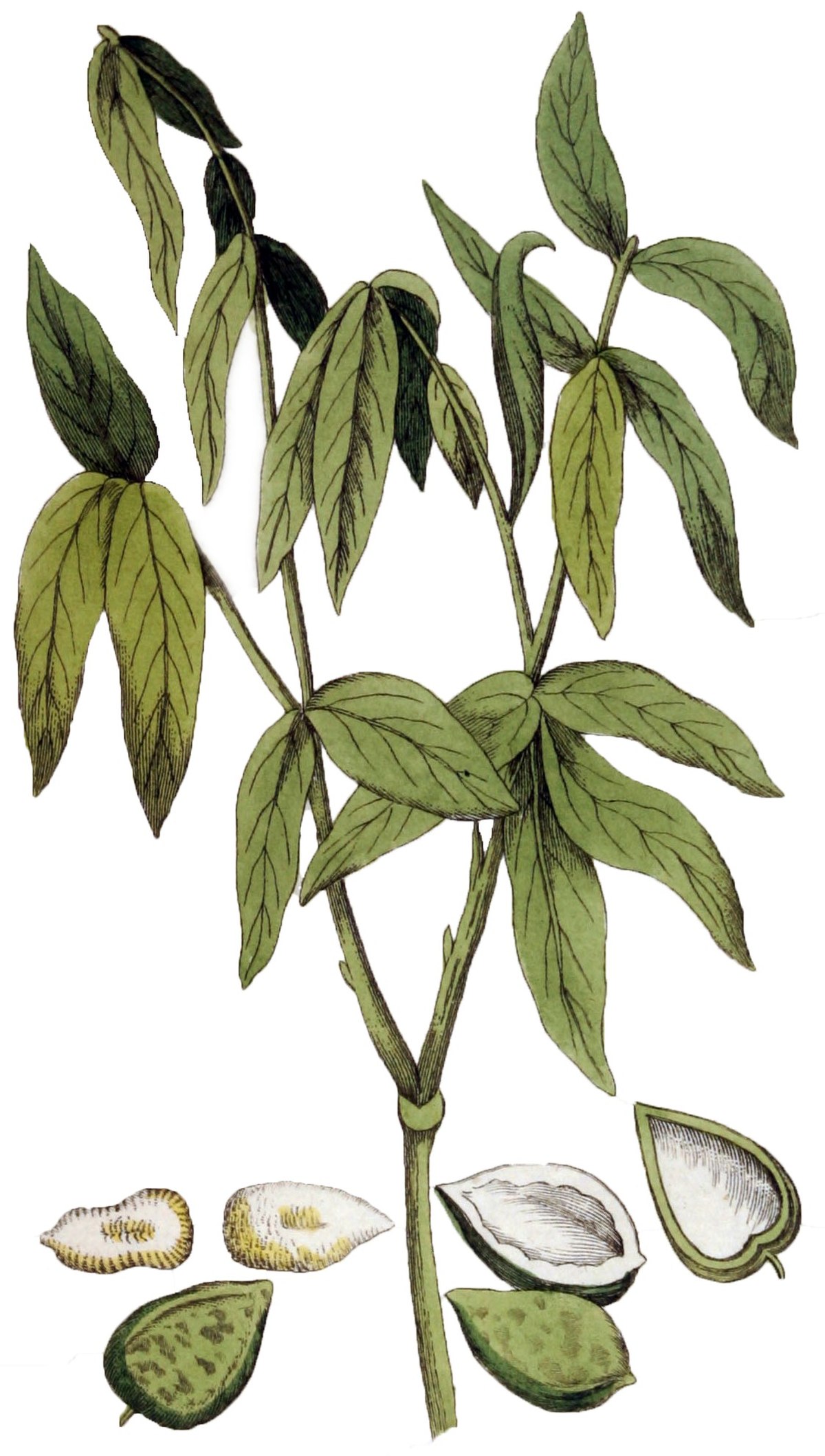 dessin de Sapindus marginatus extrait d'une planche botanique gravée par Adolphus Ypey