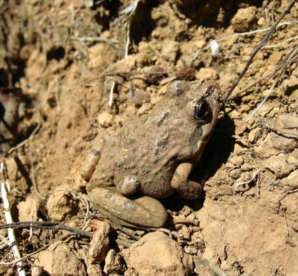 Pleurodema